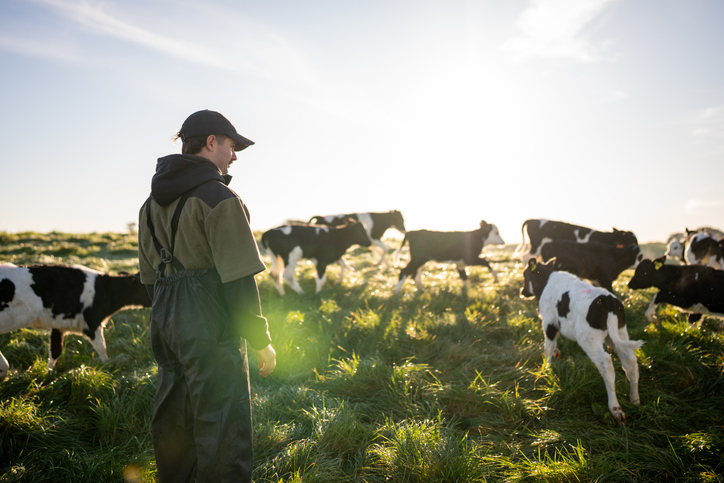 Person standing in a grassy pasture among dairy cows and calves, with sunlight shining across the field.