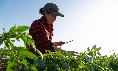 A person evaluating a crop