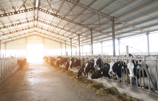 Five Common Modern Dairy Industry Myths